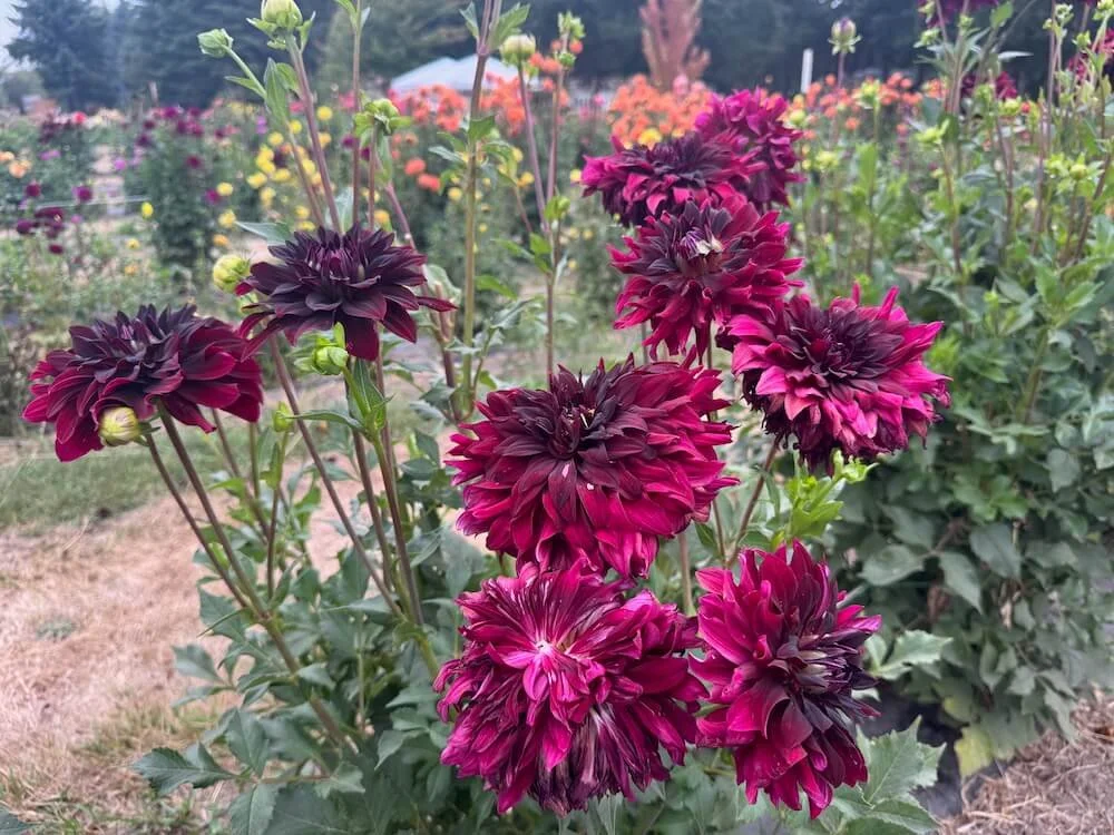 Dahlia 'Rip City' (Rip City Dahlia) — Northwest Blooms